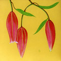 Portrait of Three Lily Buds